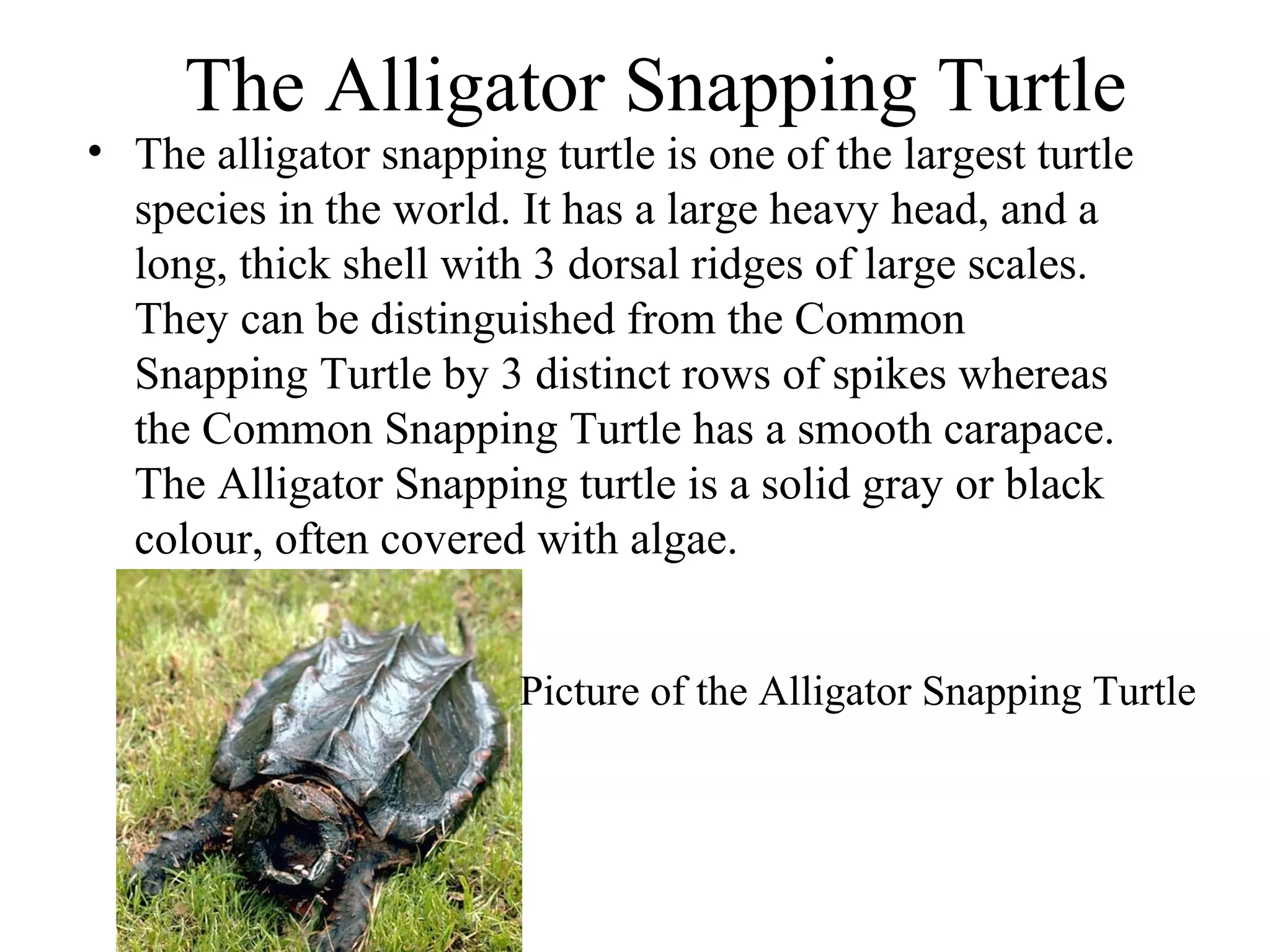 The Alligator Snapping Turtle
• The alligator snapping turtle is one of the largest turtle
species in the world. It has a large heavy head, and a
long, thick shell with 3 dorsal ridges of large scales.
They can be distinguished from the Common
Snapping Turtle by 3 distinct rows of spikes whereas
the Common Snapping Turtle has a smooth carapace.
The Alligator Snapping turtle is a solid gray or black
colour, often covered with algae.
Picture of the Alligator Snapping Turtle
 