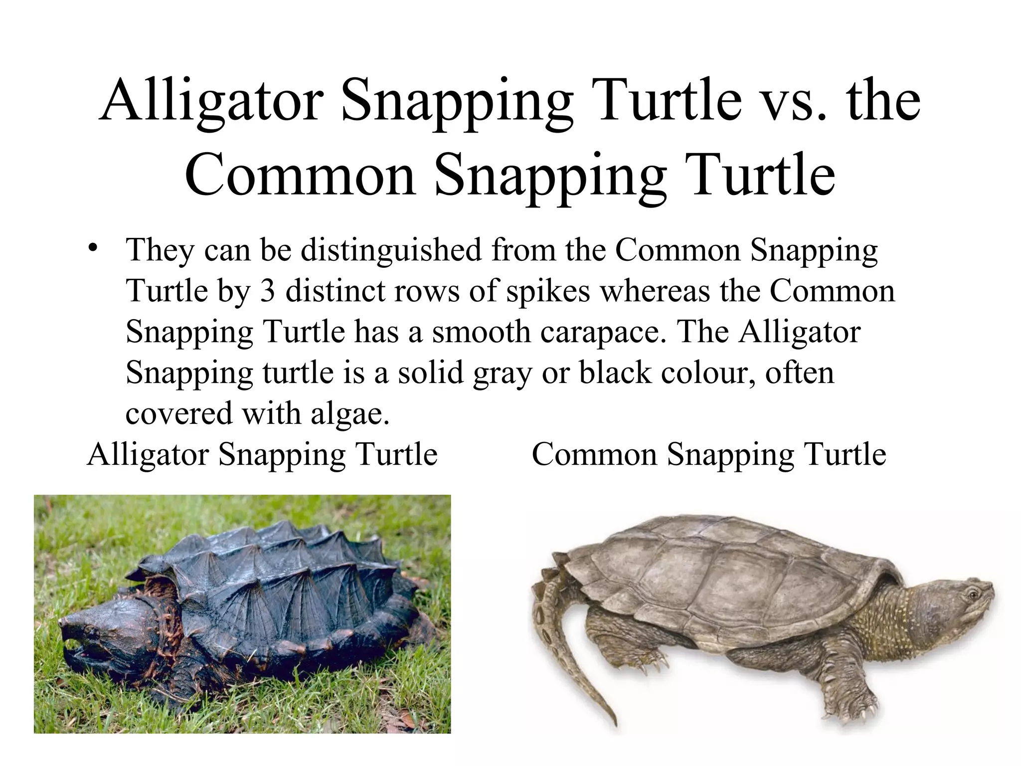 Alligator Snapping Turtle vs. the
Common Snapping Turtle
• They can be distinguished from the Common Snapping
Turtle by 3 distinct rows of spikes whereas the Common
Snapping Turtle has a smooth carapace. The Alligator
Snapping turtle is a solid gray or black colour, often
covered with algae.
Alligator Snapping Turtle Common Snapping Turtle
 