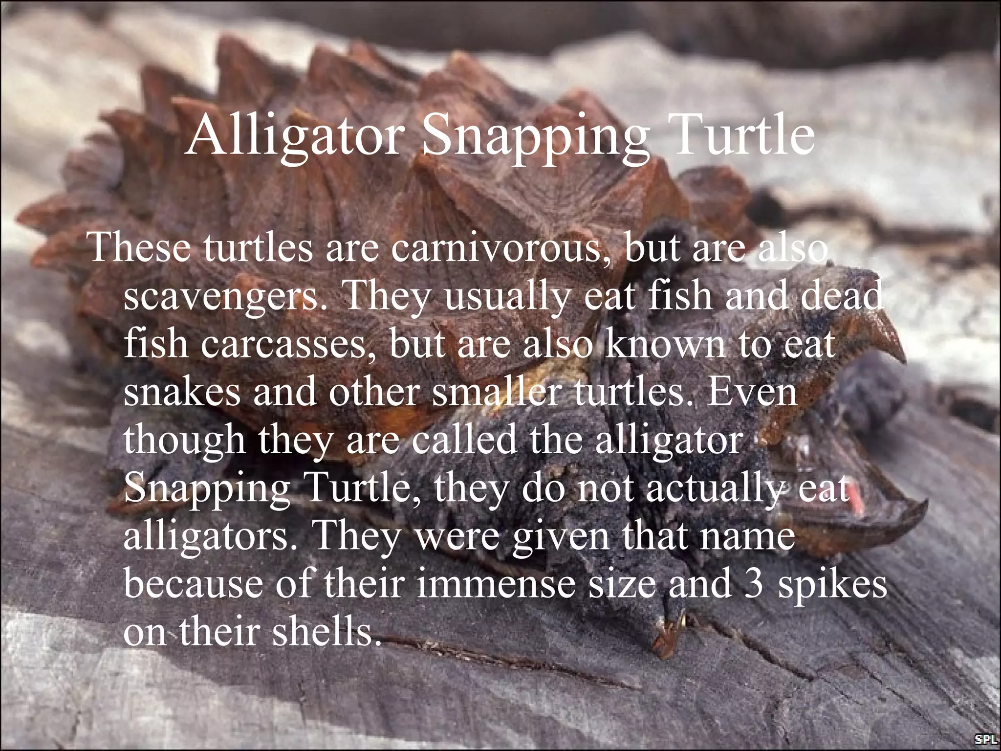 Alligator Snapping Turtle
These turtles are carnivorous, but are also
scavengers. They usually eat fish and dead
fish carcasses, but are also known to eat
snakes and other smaller turtles. Even
though they are called the alligator
Snapping Turtle, they do not actually eat
alligators. They were given that name
because of their immense size and 3 spikes
on their shells.
 