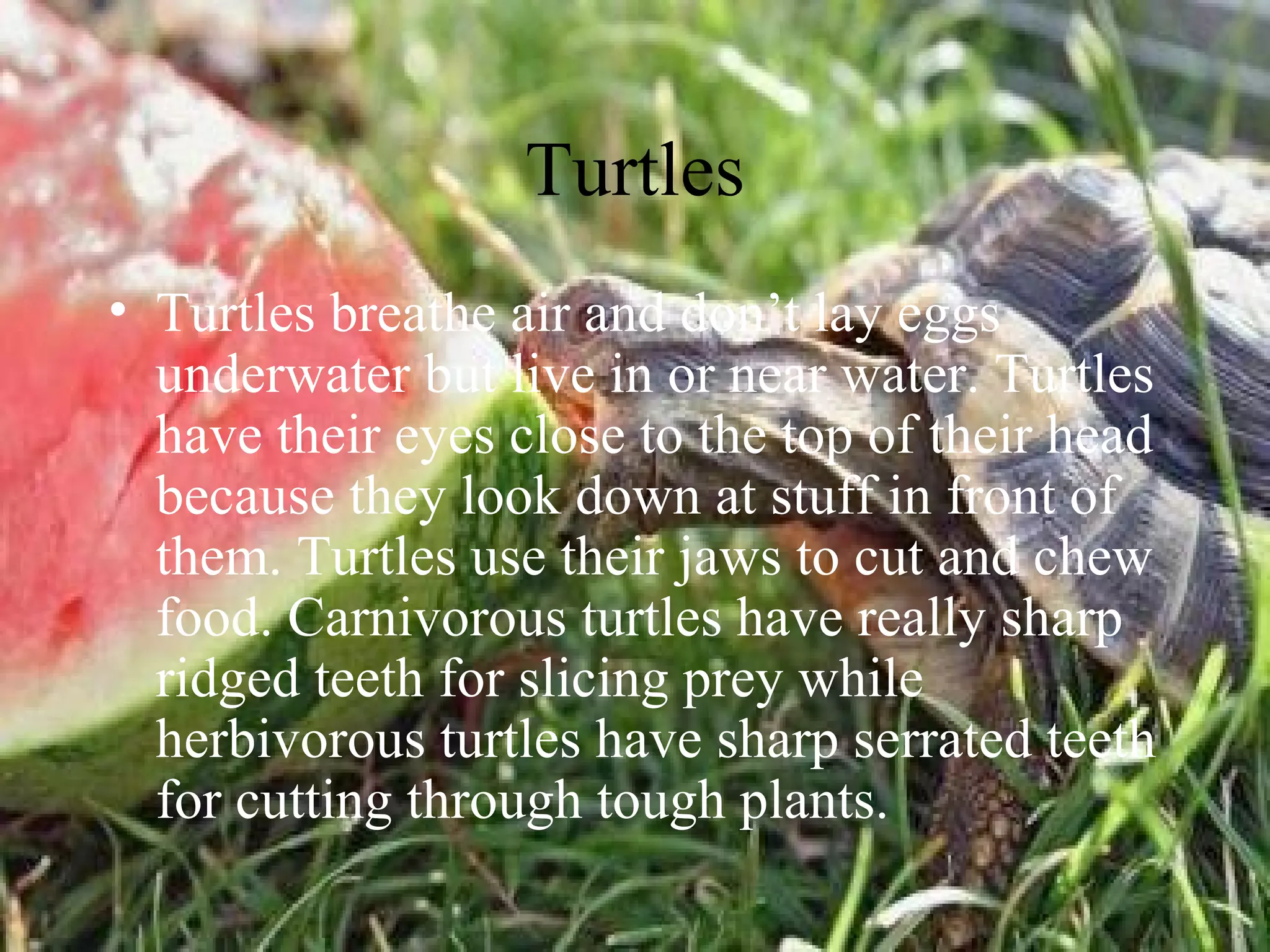 Turtles
• Turtles breathe air and don’t lay eggs
underwater but live in or near water. Turtles
have their eyes close to the top of their head
because they look down at stuff in front of
them. Turtles use their jaws to cut and chew
food. Carnivorous turtles have really sharp
ridged teeth for slicing prey while
herbivorous turtles have sharp serrated teeth
for cutting through tough plants.
 