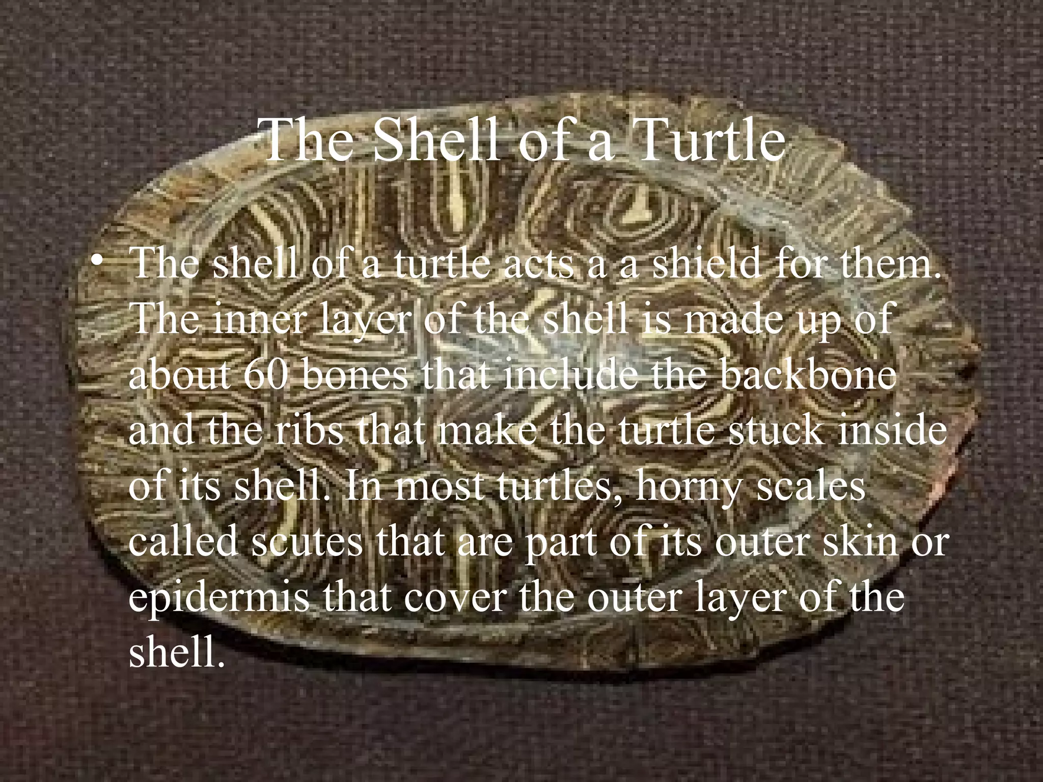 The Shell of a Turtle
• The shell of a turtle acts a a shield for them.
The inner layer of the shell is made up of
about 60 bones that include the backbone
and the ribs that make the turtle stuck inside
of its shell. In most turtles, horny scales
called scutes that are part of its outer skin or
epidermis that cover the outer layer of the
shell.
 