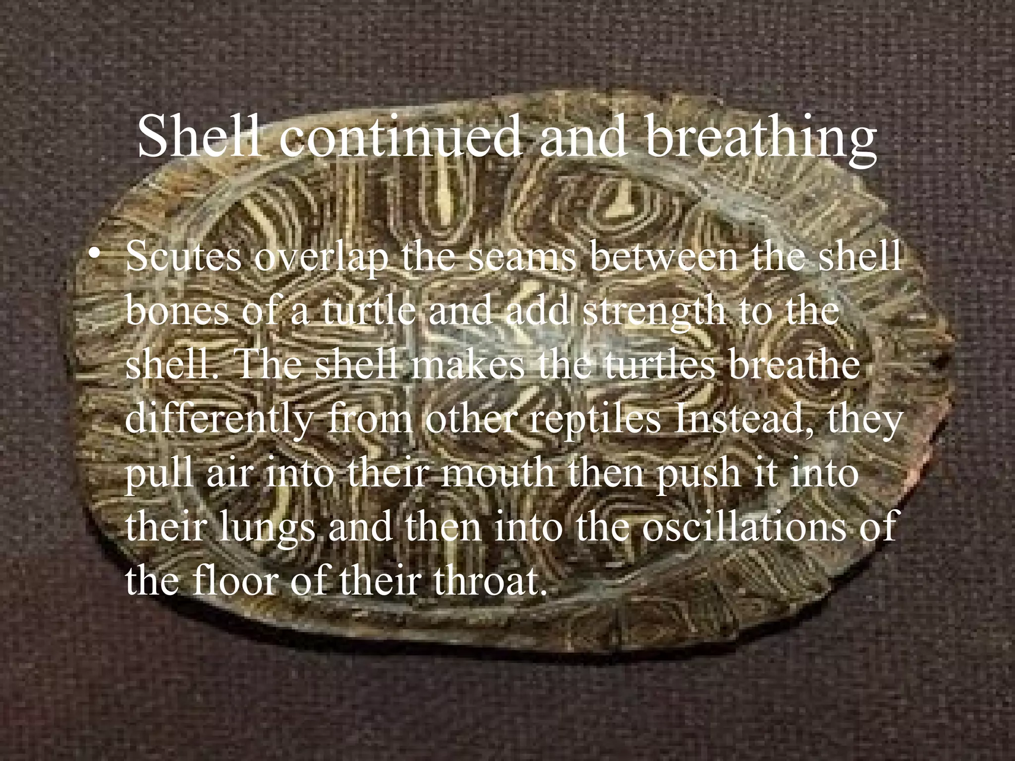 Shell continued and breathing
• Scutes overlap the seams between the shell
bones of a turtle and add strength to the
shell. The shell makes the turtles breathe
differently from other reptiles Instead, they
pull air into their mouth then push it into
their lungs and then into the oscillations of
the floor of their throat.
 