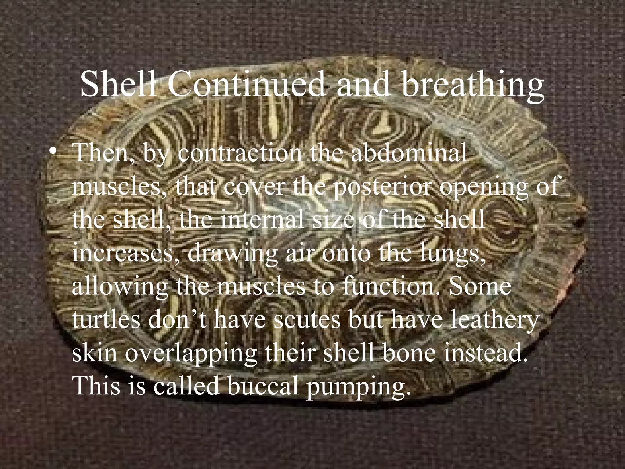 Shell Continued and breathing
• Then, by contraction the abdominal
muscles, that cover the posterior opening of
the shell, the internal size of the shell
increases, drawing air onto the lungs,
allowing the muscles to function. Some
turtles don’t have scutes but have leathery
skin overlapping their shell bone instead.
This is called buccal pumping.
 