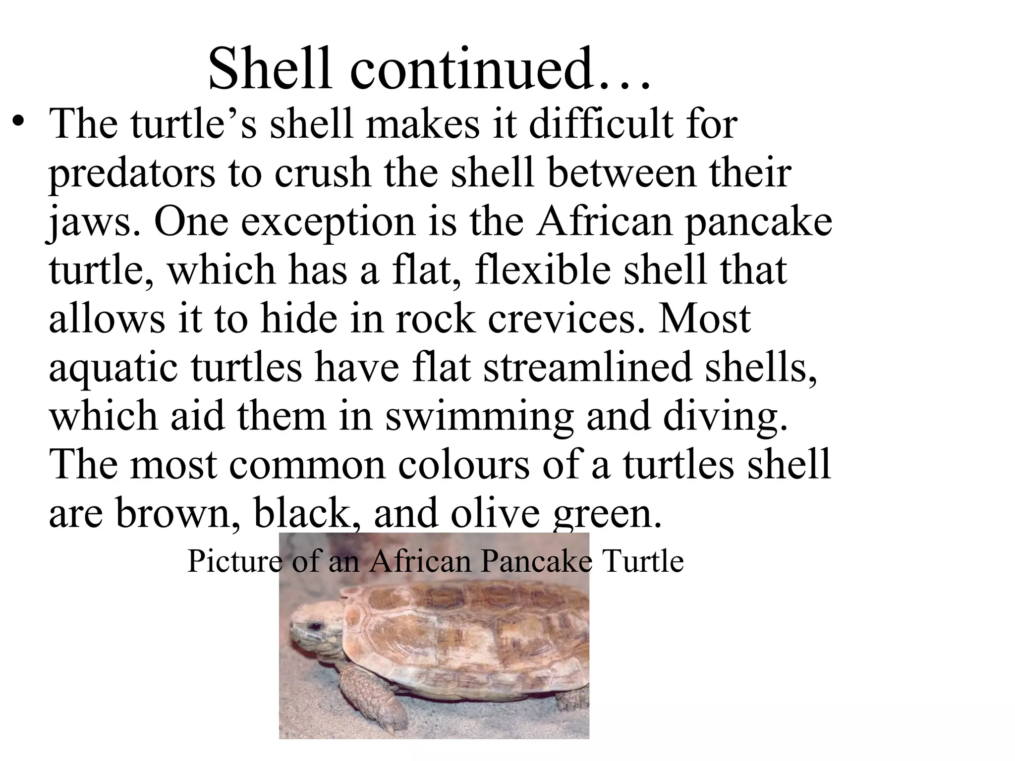 Shell continued…
• The turtle’s shell makes it difficult for
predators to crush the shell between their
jaws. One exception is the African pancake
turtle, which has a flat, flexible shell that
allows it to hide in rock crevices. Most
aquatic turtles have flat streamlined shells,
which aid them in swimming and diving.
The most common colours of a turtles shell
are brown, black, and olive green.
Picture of an African Pancake Turtle
 