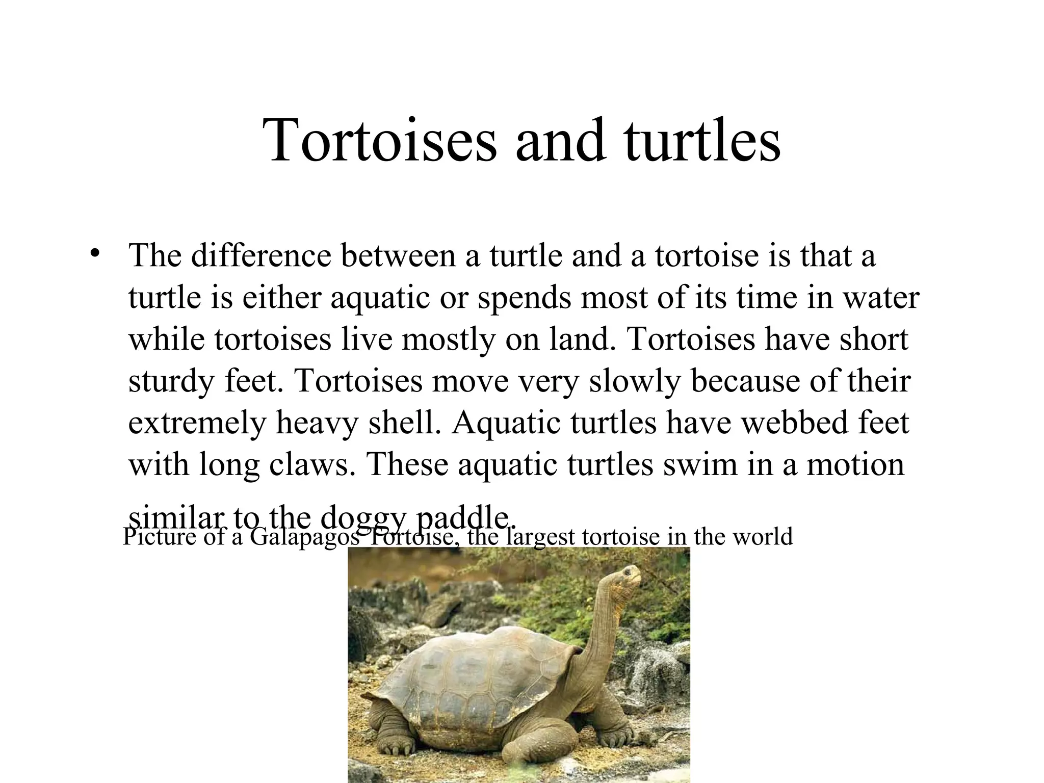 Tortoises and turtles
• The difference between a turtle and a tortoise is that a
turtle is either aquatic or spends most of its time in water
while tortoises live mostly on land. Tortoises have short
sturdy feet. Tortoises move very slowly because of their
extremely heavy shell. Aquatic turtles have webbed feet
with long claws. These aquatic turtles swim in a motion
similar to the doggy paddle.Picture of a Galapagos Tortoise, the largest tortoise in the world
 