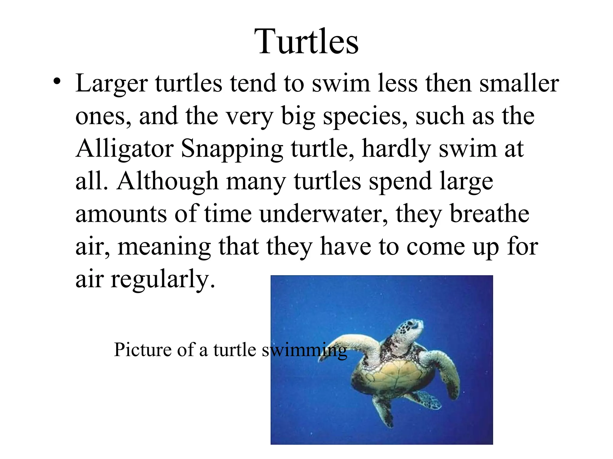 Turtles
• Larger turtles tend to swim less then smaller
ones, and the very big species, such as the
Alligator Snapping turtle, hardly swim at
all. Although many turtles spend large
amounts of time underwater, they breathe
air, meaning that they have to come up for
air regularly.
Picture of a turtle swimming
 