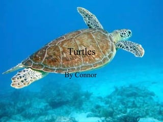 Turtles
By Connor
 