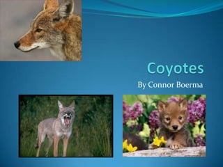 Coyotes By Connor Boerma 