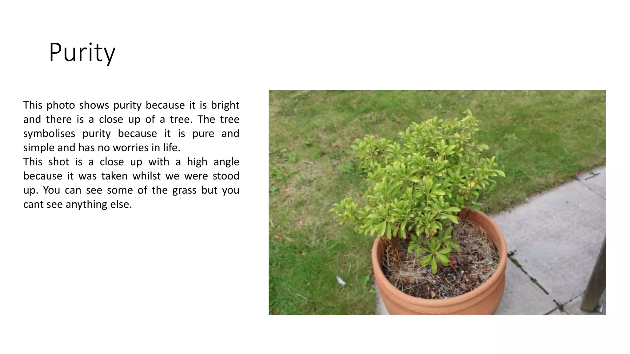 Purity
This photo shows purity because it is bright
and there is a close up of a tree. The tree
symbolises purity because it is pure and
simple and has no worries in life.
This shot is a close up with a high angle
because it was taken whilst we were stood
up. You can see some of the grass but you
cant see anything else.
 