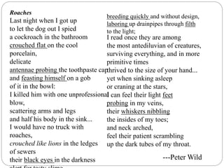 Roaches
Last night when I got up
to let the dog out I spied
a cockroach in the bathroom
crouched flat on the cool
porcelain,
delicate
antennae probing the toothpaste cap
and feasting himself on a gob
of it in the bowl:
I killed him with one unprofessional
blow,
scattering arms and legs
and half his body in the sink...
breeding quickly and without design,
laboring up drainpipes through filth
to the light;
I read once they are among
the most antediluvian of creatures,
surviving everything, and in more
primitive times
thrived to the size of your hand...
yet when sinking asleep
or craning at the stars,
I can feel their light feet
probing in my veins,
their whiskers nibbling
the insides of my toes;
and neck arched,
feel their patient scrambling
up the dark tubes of my throat.
---Peter Wild
I would have no truck with
roaches,
crouched like lions in the ledges
of sewers
their black eyes in the darkness
 