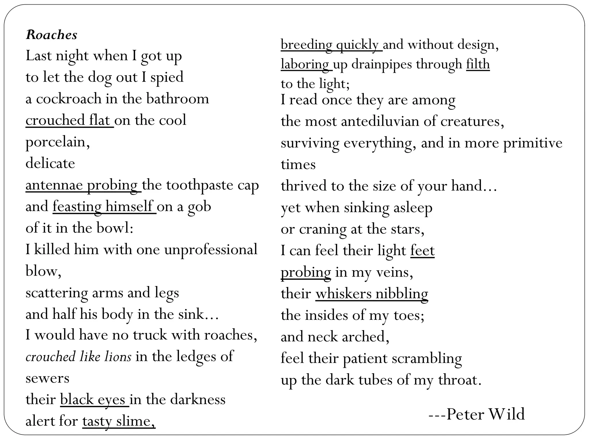 Roaches
Last night when I got up
to let the dog out I spied
a cockroach in the bathroom
crouched flat on the cool
porcelain,
delicate
antennae probing the toothpaste cap
and feasting himself on a gob
of it in the bowl:
I killed him with one unprofessional
blow,
scattering arms and legs
and half his body in the sink...
breeding quickly and without design,
laboring up drainpipes through filth
to the light;
I read once they are among
the most antediluvian of creatures,
surviving everything, and in more primitive
times
thrived to the size of your hand...
yet when sinking asleep
or craning at the stars,
I can feel their light feet
probing in my veins,
their whiskers nibbling
the insides of my toes;
and neck arched,
feel their patient scrambling
up the dark tubes of my throat.
---Peter Wild
I would have no truck with roaches,
crouched like lions in the ledges of
sewers
their black eyes in the darkness
alert for tasty slime,
 