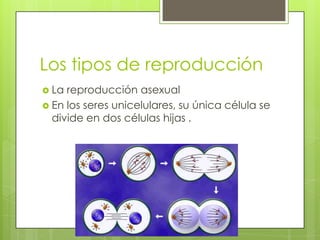Los tipos de reproducción
 La

reproducción asexual
 En los seres unicelulares, su única célula se
divide en dos células hijas .

 