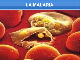 LA MALARIA 