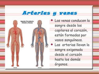Arterias y venas
 Las venas conducen la
sangre desde los
capilares al corazón,
están formadas por
vasos sanguíneos.
 Las arterias llevan la
sangre oxigenada
desde el corazón
hasta los demás
órganos.
 
