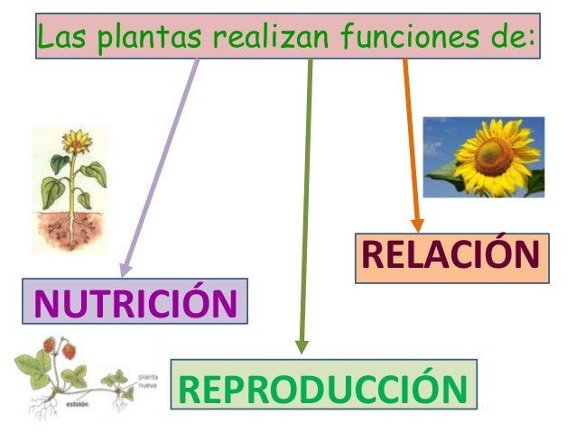 Resultado de imagen de la funcion de nutricion de las plantas