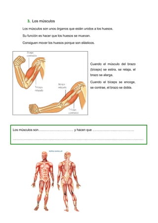 3. Los músculos

    Los músculos son unos órganos que están unidos a los huesos.

    Su función es hacer que los huesos se muevan.

    Consiguen mover los huesos porque son elásticos.




                                                 Cuando el músculo del brazo
                                                 (bíceps) se estira, se relaja, el
                                                 brazo se alarga.

                                                 Cuando el bíceps se encoge,
                                                 se contrae, el brazo se dobla.




Los músculos son…………………………… y hacen que …………………………………

……………………………………………………………………………………………………………
 