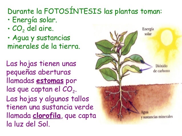 191 por qu 233 se reunieron todos los nominados a los premios oscar 2018 la luz en las plantas botanica cono 4 186 tema 4 las funciones vitales en animales y plantas 191 por qu 233 se reunieron todos los nominados a los premios oscar 2018 la luz en las plantas botanica cono 4 186 tema 4 las funciones vitales en animales y plantas