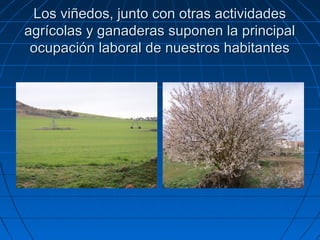 Los viñedos, junto con otras actividades
agrícolas y ganaderas suponen la principal
 ocupación laboral de nuestros habitantes
 