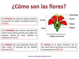 Los PÉTALOS son hojas de vistosos colores.
El conjunto de todos los pétalos forma la
COROLA.


Los ESTAMBRES son la parte masculina de
la flor. Tienen forma de hilos que acaban en
                                                          http://elblogdecris.wordpress.com
saquitos. Dentro de estos saquitos se
encuentra el POLEN.


Los SÉPALOS son unas pequeñas hojas de            El PISTILO es la parte femenina de la
color verde. El conjunto de los sépalos           flor, tiene forma de jarrón y en su interior
forma el CÁLIZ.                                   se encuentran los ÓVULOS.


                                www.escuelabloguera.blogspot.com
 