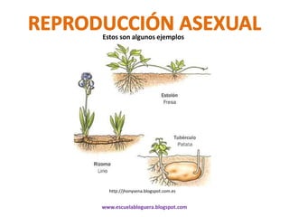 Estos son algunos ejemplos




  http://jhonysena.blogspot.com.es


www.escuelabloguera.blogspot.com
 