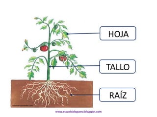 HOJA


                                                           TALLO

                                                           RAÍZ
colorearyaprender.com

                        www.escuelabloguera.blogspot.com
 