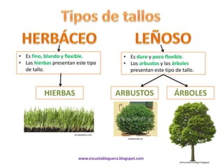 • Es fino, blando y flexible.                   • Es duro y poco flexible.
• Las hierbas presentan este tipo               • Los arbustos y los árboles
  de tallo.                                       presentan este tipo de tallo.



          HIERBAS                           ARBUSTOS                  ÁRBOLES



                       enriquedans.com
                                                  verdeesvida.es




                          www.escuelabloguera.blogspot.com
                                                                        elrincondemicolegio.blogspot
 