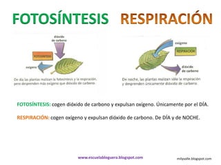 FOTOSÍNTESIS



FOTOSÍNTESIS: cogen dióxido de carbono y expulsan oxígeno. Únicamente por el DÍA.

RESPIRACIÓN: cogen oxígeno y expulsan dióxido de carbono. De DÍA y de NOCHE.




                         www.escuelabloguera.blogspot.com          milyvalle.blogspot.com
 