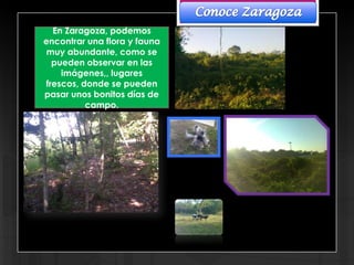 En Zaragoza, podemos
encontrar una flora y fauna
 muy abundante, como se
  pueden observar en las
    imágenes,, lugares
frescos, donde se pueden
pasar unos bonitos días de
          campo.
 