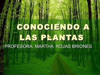 CONOCIENDO A LAS PLANTAS  PROFESORA: MARTHA  ROJAS BRIONES 