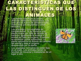 CARACTERÍSTICAS QUE LAS DISTINGUEN DE LOS ANIMALES  Las plantas sintetizan su propio alimento mediante la fotosíntesis. Los animales se nutren de alimentos ya elaborados por las plantas y otros animales.   Los animales y los vegetales se complementan. Si se encierra una planta muere por falta de dióxido de carbono. Igualmente le sucede a un animal por falta de oxígeno. Si ambos se encierran juntos sobreviven. La planta aprovecha el dióxido de carbono del animal y éste el oxígeno desprendido por la planta.   Los vegetales normalmente están fijos en el suelo. Los animales tienen la facultad de moverse y trasladarse de un lugar a otro.   