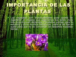 IMPORTANCIA DE LAS PLANTAS  Los vegetales son imprescindibles pues aparte de regenerar el oxigeno que respiramos los seres vivos nos proporcionan alimentos y materias primas para la industria y otros muchos beneficios, como el de fijar el suelo para que no se conviertan en desiertos nuestras tierras.   