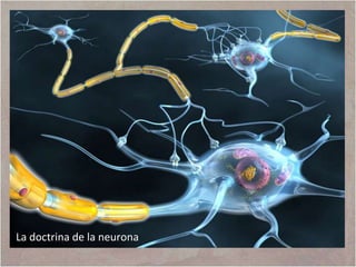 La doctrina de la neurona

 