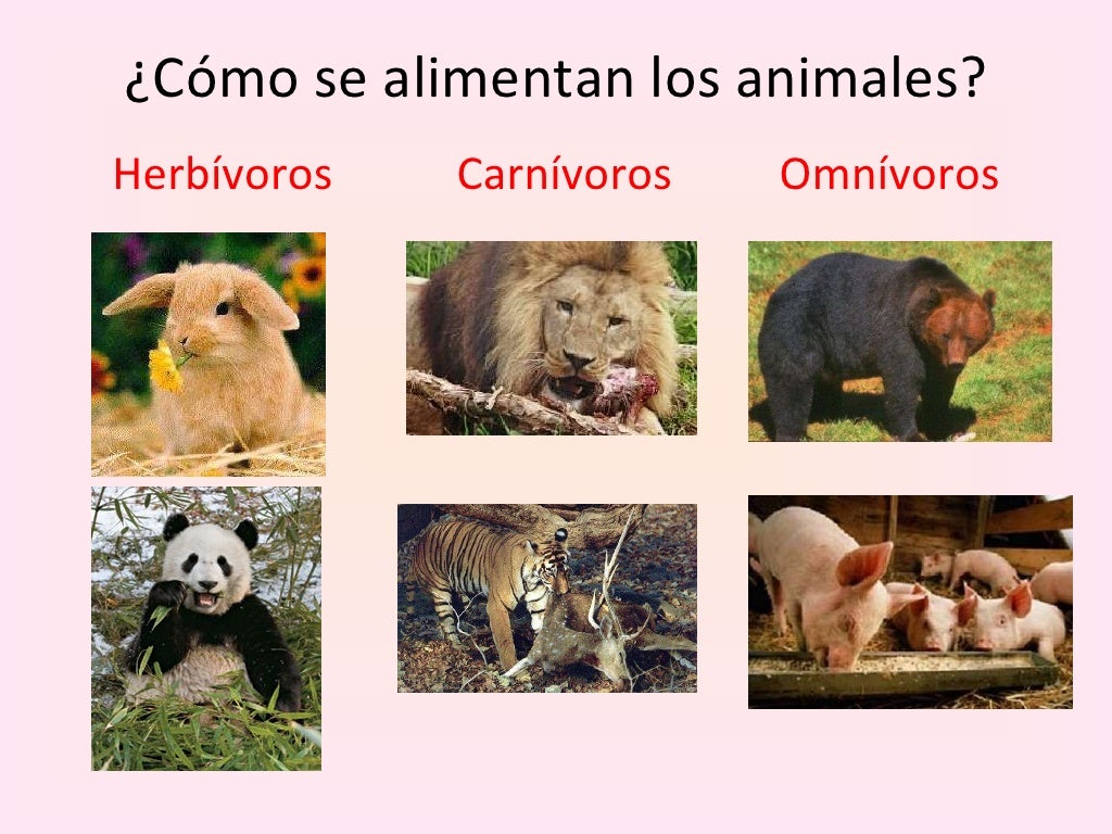 Conociendo a los animales