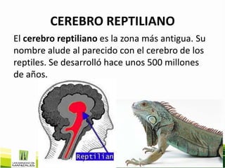 CEREBRO REPTILIANO
El cerebro reptiliano es la zona más antigua. Su
nombre alude al parecido con el cerebro de los
reptiles. Se desarrolló hace unos 500 millones
de años.
 