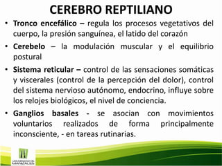 CEREBRO REPTILIANO
• Tronco encefálico – regula los procesos vegetativos del
  cuerpo, la presión sanguínea, el latido del corazón
• Cerebelo – la modulación muscular y el equilibrio
  postural
• Sistema reticular – control de las sensaciones somáticas
  y viscerales (control de la percepción del dolor), control
  del sistema nervioso autónomo, endocrino, influye sobre
  los relojes biológicos, el nivel de conciencia.
• Ganglios basales - se asocian con movimientos
  voluntarios realizados de forma principalmente
  inconsciente, - en tareas rutinarias.
 