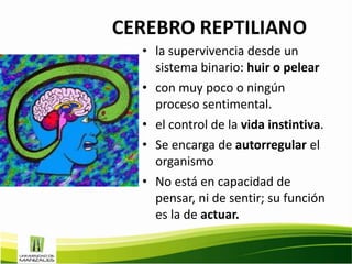 CEREBRO REPTILIANO
  • la supervivencia desde un
    sistema binario: huir o pelear
  • con muy poco o ningún
    proceso sentimental.
  • el control de la vida instintiva.
  • Se encarga de autorregular el
    organismo
  • No está en capacidad de
    pensar, ni de sentir; su función
    es la de actuar.
 