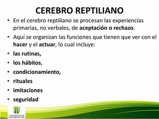 CEREBRO REPTILIANO
• En el cerebro reptiliano se procesan las experiencias
  primarias, no verbales, de aceptación o rechazo.
• Aquí se organizan las funciones que tienen que ver con el
  hacer y el actuar, lo cual incluye:
• las rutinas,
• los hábitos,
• condicionamiento,
• rituales
• imitaciones
• seguridad
 