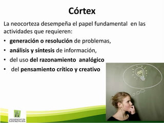 Córtex
La neocorteza desempeña el papel fundamental en las
actividades que requieren:
• generación o resolución de problemas,
• análisis y síntesis de información,
• del uso del razonamiento analógico
• del pensamiento crítico y creativo
 