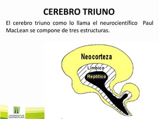 CEREBRO TRIUNO
El cerebro triuno como lo llama el neurocientífico Paul
MacLean se compone de tres estructuras.
 