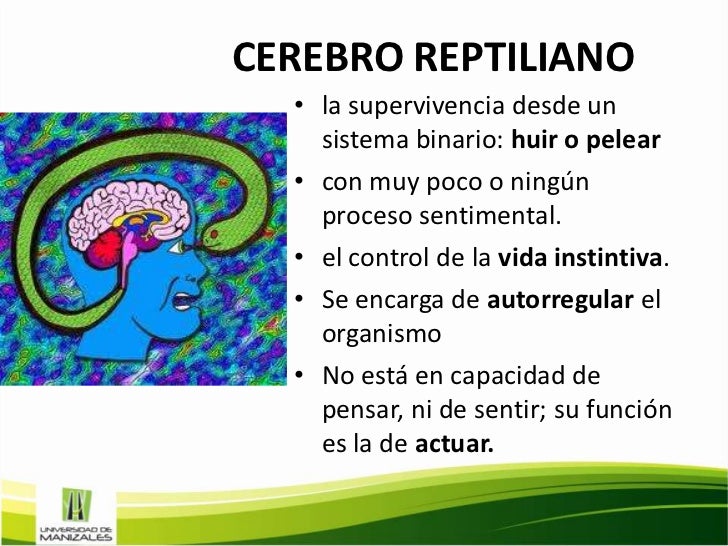 Conociendo el cerebro