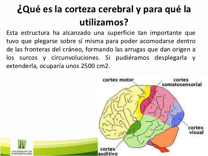 Si negarse a los hidratos de carbono como se rápidamente puede adelgazar