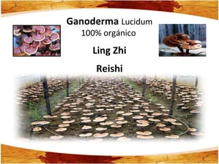 Ganoderma  Lucidum 100% orgánico  Ling Zhi Reishi 