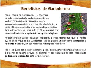 Beneficios de Ganoderma
Por su bagaje de nutrientes el Ganoderma
ha sido recomendado tradicionalmente por
los herbólogos chinos y japoneses para
innumerables condiciones, entre ellas la diabetes y
hasta el insomnio debido a su factor de promoción
de sueño. Además es recetado en China para un gran
número de afecciones psiquiátricas y neurológicas.
Adicionalmente varios estudios realizados parece demostrar que el hongo
ayuda en la mejoría del Alzheimer, que se puede utilizar como analgésica y
relajante muscular, sin ser narcótico ni tampoco hipnótico.

Todo eso quizá debido a su aparente poder de oxigenar la sangre y las células,
a quienes la sangre provee el oxígeno; y por supuesto se han encontrado
poderosas propiedades anti-inflamatorias.
 