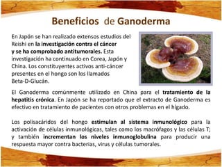Beneficios de Ganoderma
En Japón se han realizado extensos estudios del
Reishi en la investigación contra el cáncer
y se ha comprobado antitumorales. Esta
investigación ha continuado en Corea, Japón y
China. Los constituyentes activos anti-cáncer
presentes en el hongo son los llamados
Beta-D-Glucán.
El Ganoderma comúnmente utilizado en China para el tratamiento de la
hepatitis crónica. En Japón se ha reportado que el extracto de Ganoderma es
efectivo en tratamiento de pacientes con otros problemas en el hígado.

Los polisacáridos del hongo estimulan al sistema inmunológico para la
activación de células inmunológicas, tales como los macrófagos y las células T;
y también incrementan los niveles inmunoglobulina para producir una
respuesta mayor contra bacterias, virus y células tumorales.
 