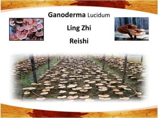 Ganoderma Lucidum
     Ling Zhi
     Reishi
 