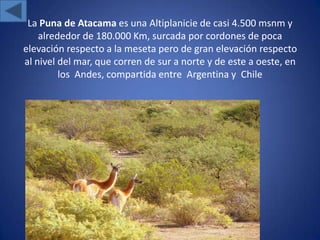 La Puna de Atacama es una Altiplanicie de casi 4.500 msnm y
    alrededor de 180.000 Km, surcada por cordones de poca
elevación respecto a la meseta pero de gran elevación respecto
al nivel del mar, que corren de sur a norte y de este a oeste, en
         los Andes, compartida entre Argentina y Chile
 