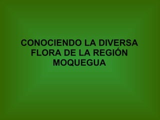 CONOCIENDO LA DIVERSA FLORA DE LA REGIÓN MOQUEGUA 