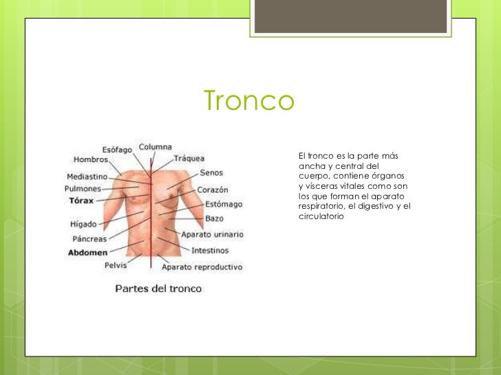 Conociendo Las Partes Del Cuerpo Humano