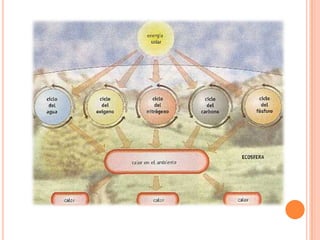 Conociendo  los ecosistemas