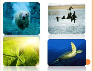 Conociendo  los ecosistemas